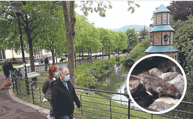 Destrucción de madrigueras y veneno contra la plaga de ratas en el parque Europa de Txurdinaga
