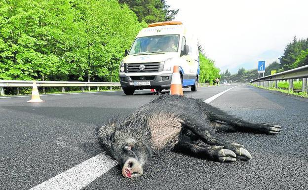 La primera noche sin toque de queda termina con accidentes contra tres corzos y un jabalí