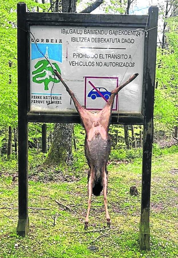 Macabra cacería furtiva en el Gorbea con el hallazgo de un corzo decapitado