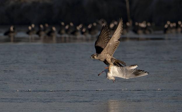 El halcón peregrino de Salburua