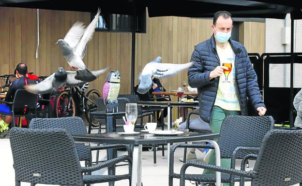 La hostelería lamenta la problemática de las palomas