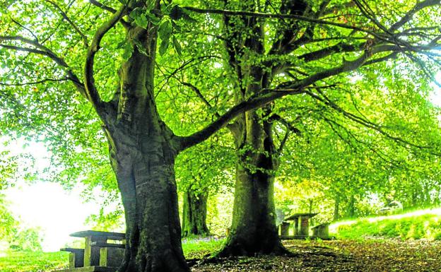 Lemoa recupera uno de sus bosques con 10.000 árboles de especies autóctonas