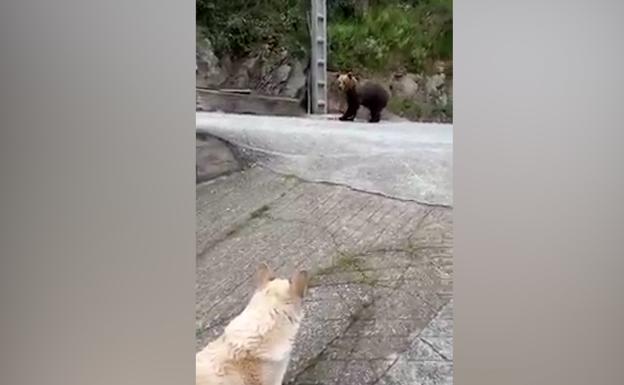 Grave ataque de un oso a una mujer de 75 años en Asturias