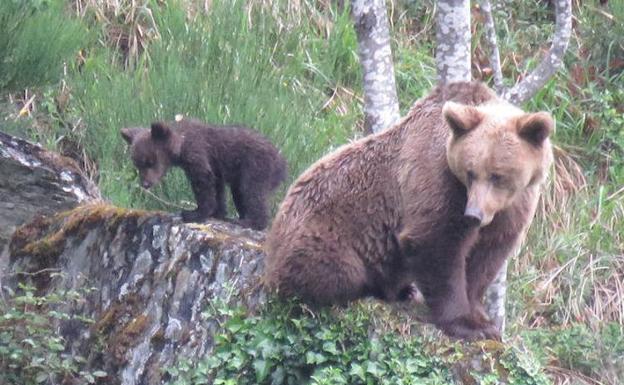 Expertos advierten del riesgo de «habituar» al oso a la presencia humana