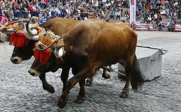 Las pruebas de bueyes o los toros quedan fuera de este reglamento