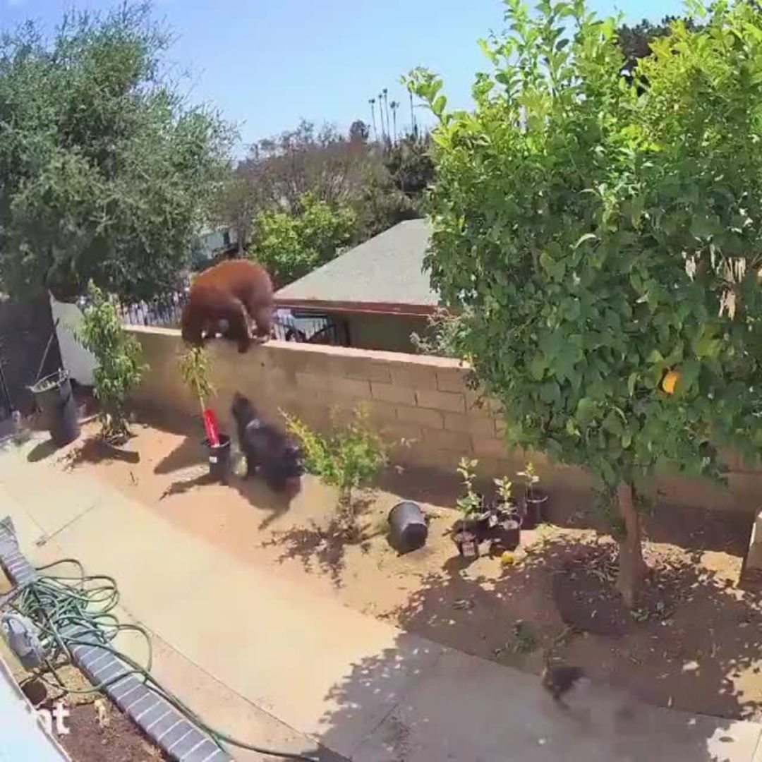 Una joven se enfrenta a un oso, que se había colado en su patio, para defender a sus perros