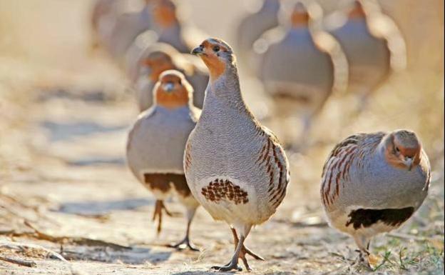 Peligra la caza de la perdiz