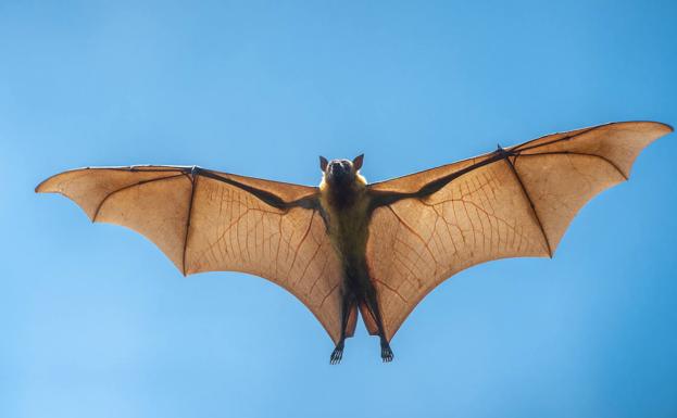 Saguzarrak hobeto ezagutu nahi? Eman izena Aramaioko Kultur etxean ekainaren 15 baino lehen