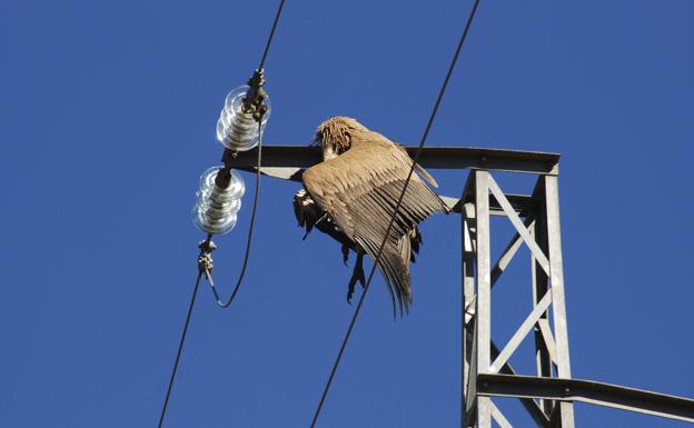 La Diputación de Álava e Iberdrola adecuarán las líneas de alta tensión para evitar la muerte de aves