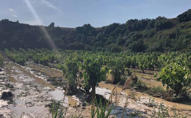 Nuevos daños en el viñedo en Yécora y temor al mildiu tras las últimas tormentas