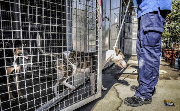 El Gobierno foral no permite a Apasos explicar en las Juntas su caso de abusos sexuales en la perrera
