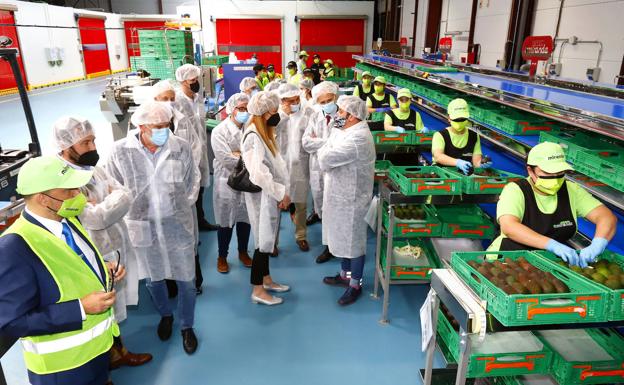 Tropical Miranda espera mover hasta 300.000 kilos de fruta a la semana en un año