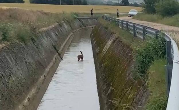 Caen dos corzos en un mismo día al canal del río Alegría en Argómaniz