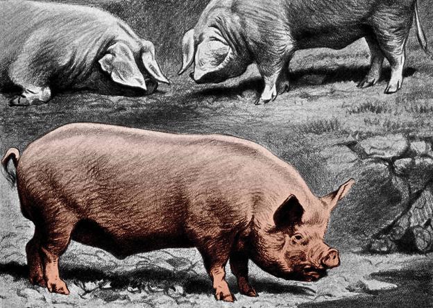 ¿Qué fue del chato vitoriano?