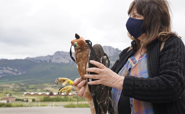 El águila Bonelli vuelve a reproducirse en la Montaña Alavesa 40 años después