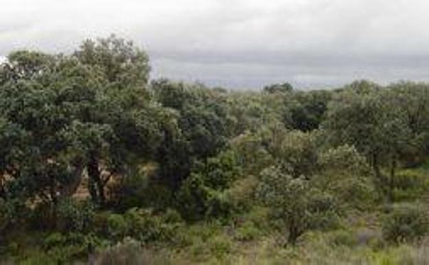 Navaridas reforestará 5.600 metros tras una permuta de parcelas en desuso