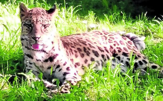 Una leoparda y dos lobos rescatados encuentran una nueva vida en Carranza