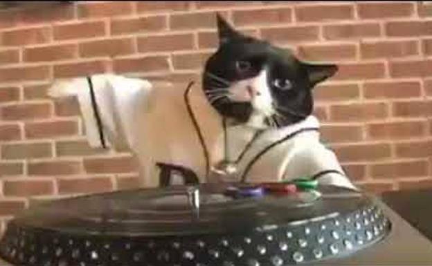 La fiesta del gato 'dj': pone la música a tope y amarga el sueño a sus vecinos en Lugo