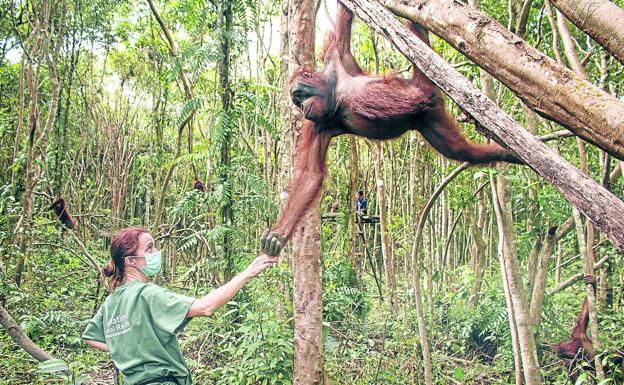 Al rescate de los últimos orangutanes