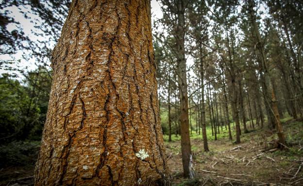 Bioestimulatzaileak zein jatorri organikoko ongarriak probatuko dituzte Aramaion pinuen gaitzei aurre egiteko