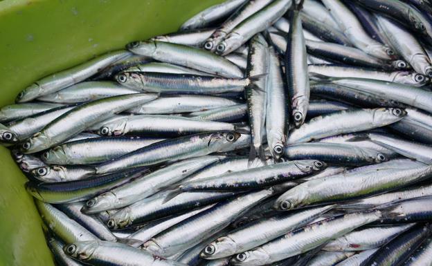 Los pescados son para el verano