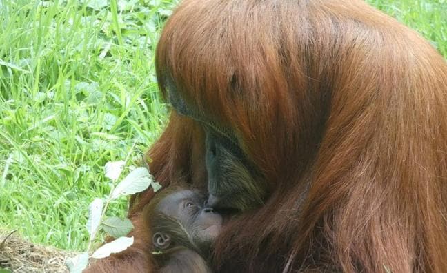 La primera orangutana de Sumatra nacida en diez años en España tiene nombre vasco