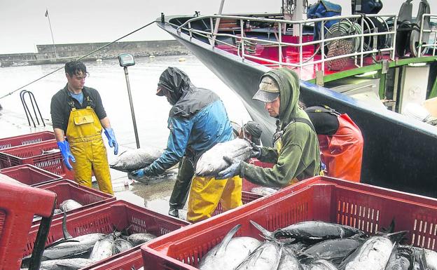 La costera del bonito finalizará en dos semanas al haberse consumido ya el 70% de la cuota