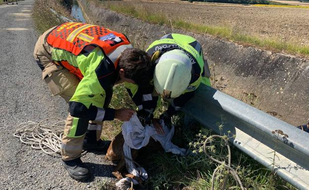 Vuelven a caer dos corzos al canal del río Alegría en Argómaniz