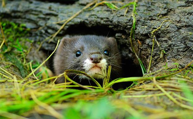 El visón europeo al fin se reproduce en Salburua