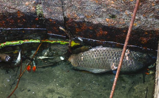 Más 30.000 peces y cangrejos muertos por vertidos en los ríos de Álava entre 2012 y 2018