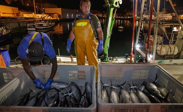 La costera del bonito se cierra en Euskadi con la captura de 9.536 toneladas