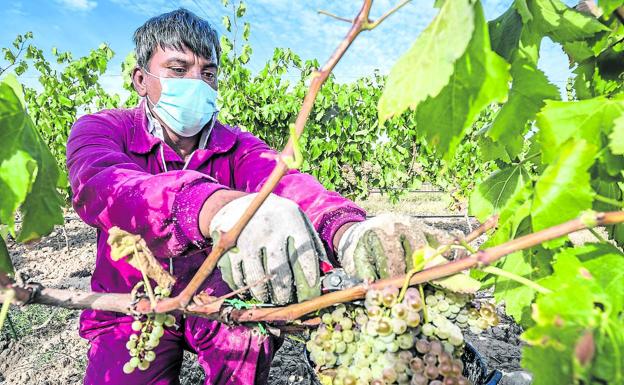 Osakidetza ofrecerá vacunar con Janssen a los 3.000 temporeros de la vendimia de Rioja Alavesa