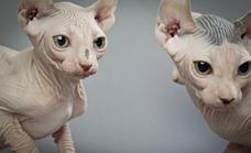 Los 10 gatos más raros del mundo