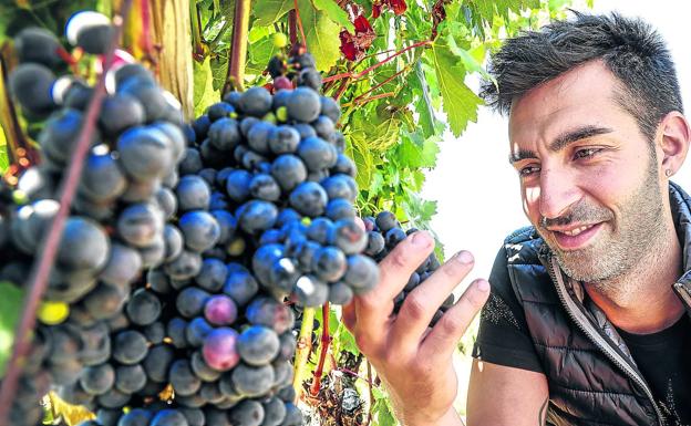 Rioja Alavesa afronta una vendimia de calidad pero con menos uva por la sequía del verano