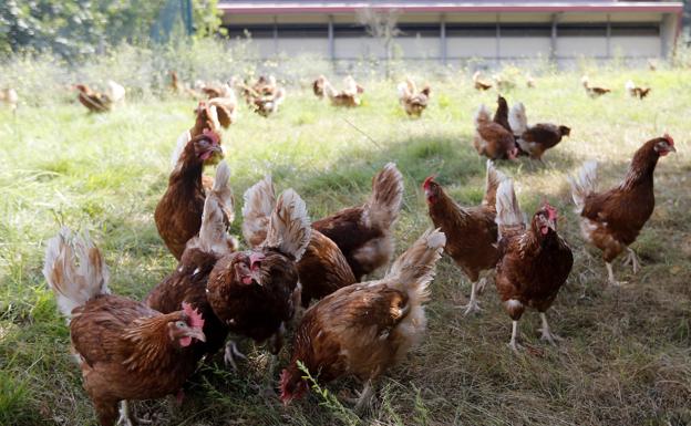 Estas gallinas valen un huevo