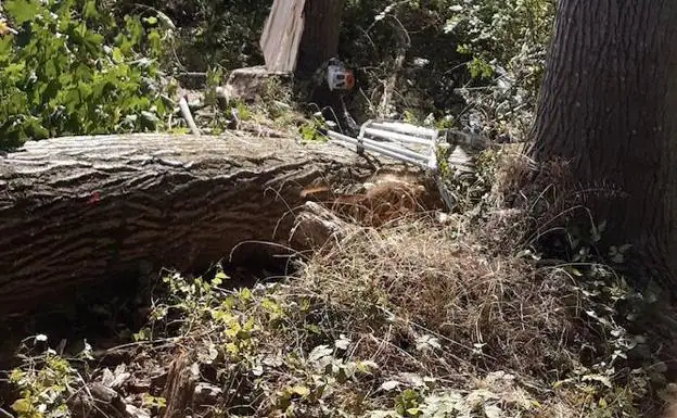 Fallece aplastado por un chopo un leñador de 38 años que talaba árboles en Zambrana