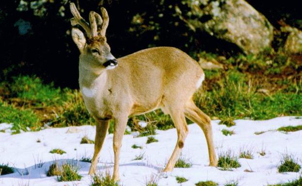 El fiscal pide tres años de cárcel para el jefe de Montes de Álava por proteger a furtivos