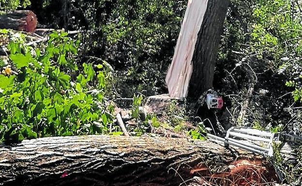 El árbol impactó contra el leñador al romperse el cable de la motosierra en el accidente mortal de Zambrana