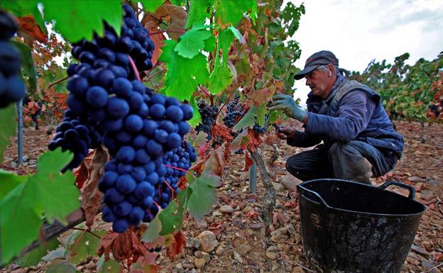 La Rioja abre un frente judicial para frenar la escisión en el vino y se enfrenta a Álava
