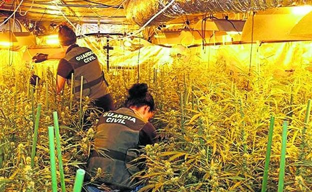4 años de cárcel y 400.000 euros de multa por la mayor plantación de marihuana de Álava