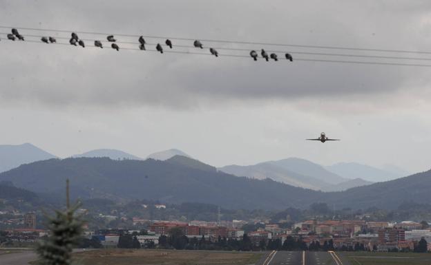 Usan pirotecnia para dispersar una bandada de buitres que comía junto al aeropuerto de Loiu