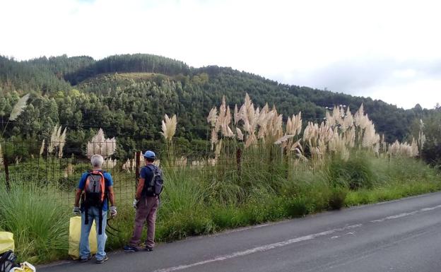 Ecologistas piden un plan de choque para erradicar en la costa el plumero de la pampa