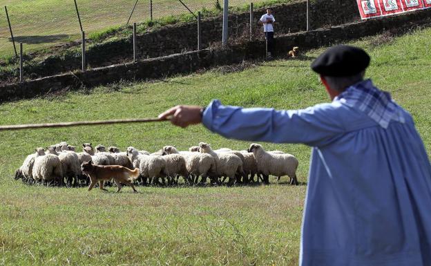 Bizkaia aspira a recuperar el trono en el campeonato de perros pastor