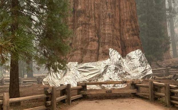 Las llamas no perdonan a las sequoias de California