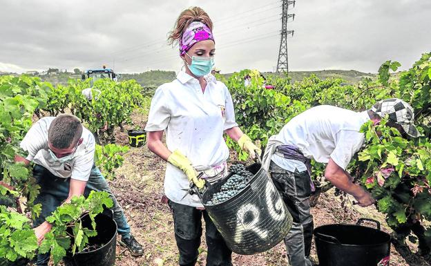 Rioja Alavesa abre la vendimia con menos uva y temor a un exceso de lluvia