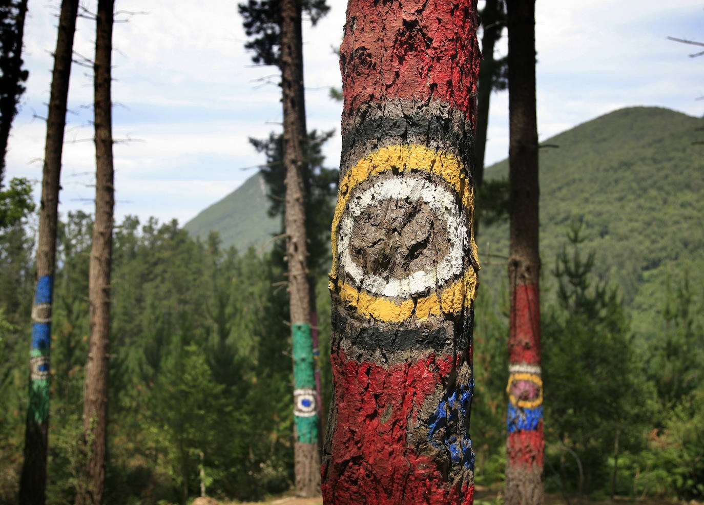 Bosque de Oma, el bosque pintado de Urdaibai