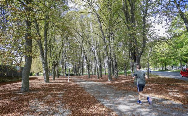 Vitoria mejorará este invierno el arbolado de diez barrios con «plantaciones de calidad» y más grandes