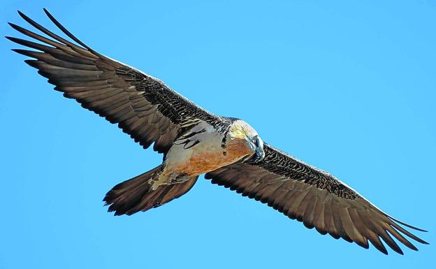 Salvados de los molinos