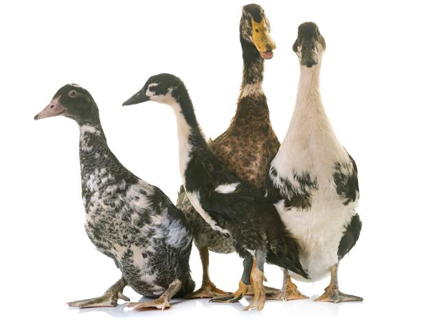 ¿Por qué en China veneran la carne de pato y nosotros no?