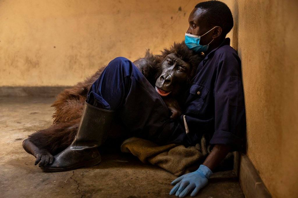 La imagen de la gorila de montaña que muere abrazada a su cuidador conmueve al mundo